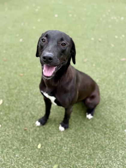 Kanga, Adoptable, Young Male Labrador Retriever & Mixed Breed.