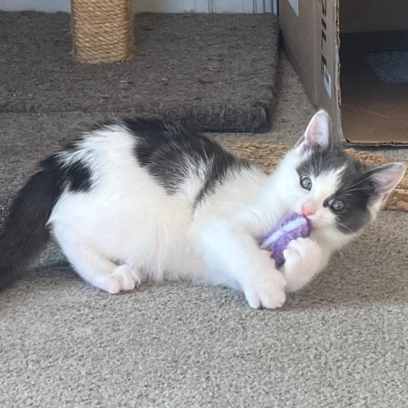 Enlarge Dayton (Bonded with Indy), an adopted Domestic Short Hair in Central Falls, RI image 3/6