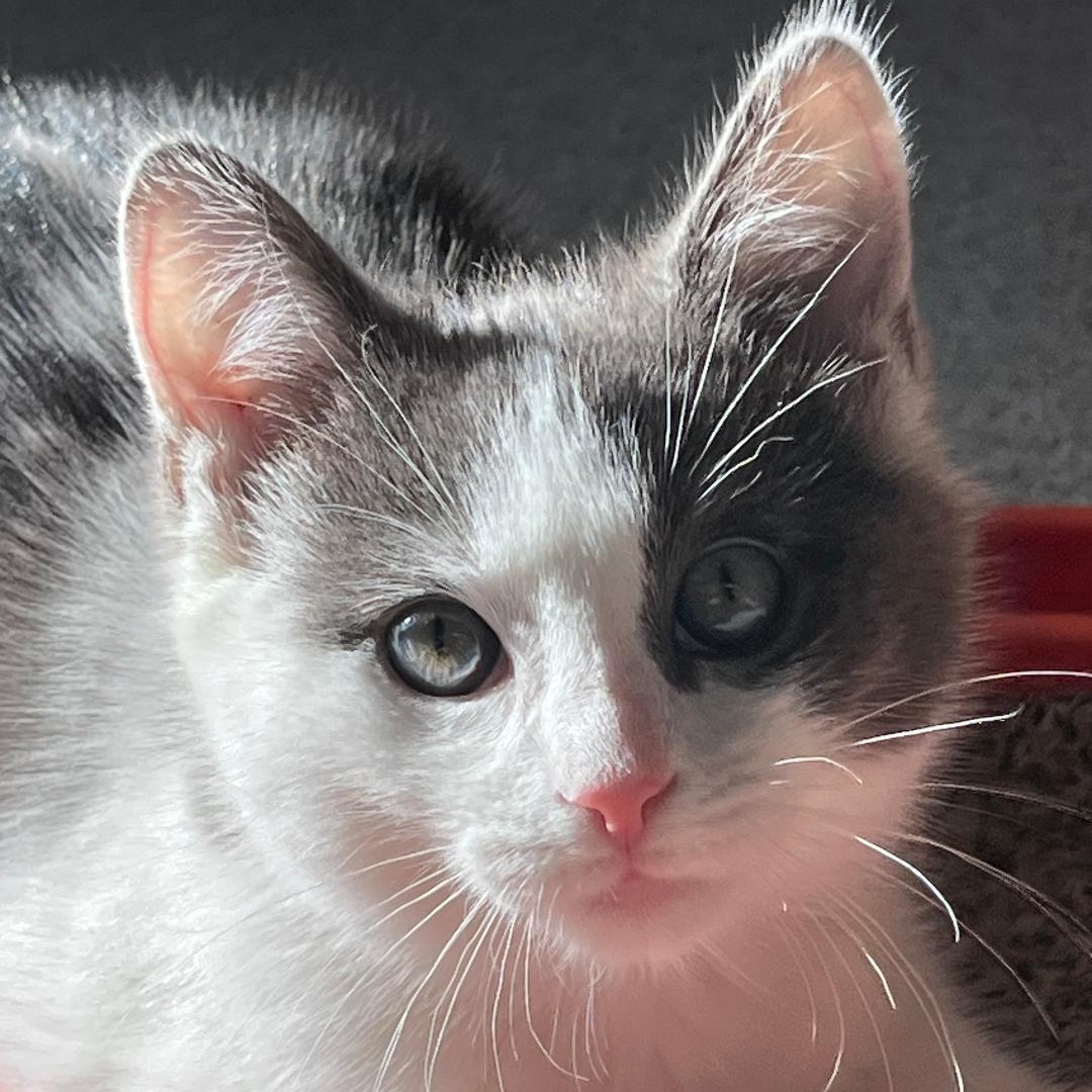 Dayton (Bonded with Indy), adopted, Kitten Male Domestic Short Hair.