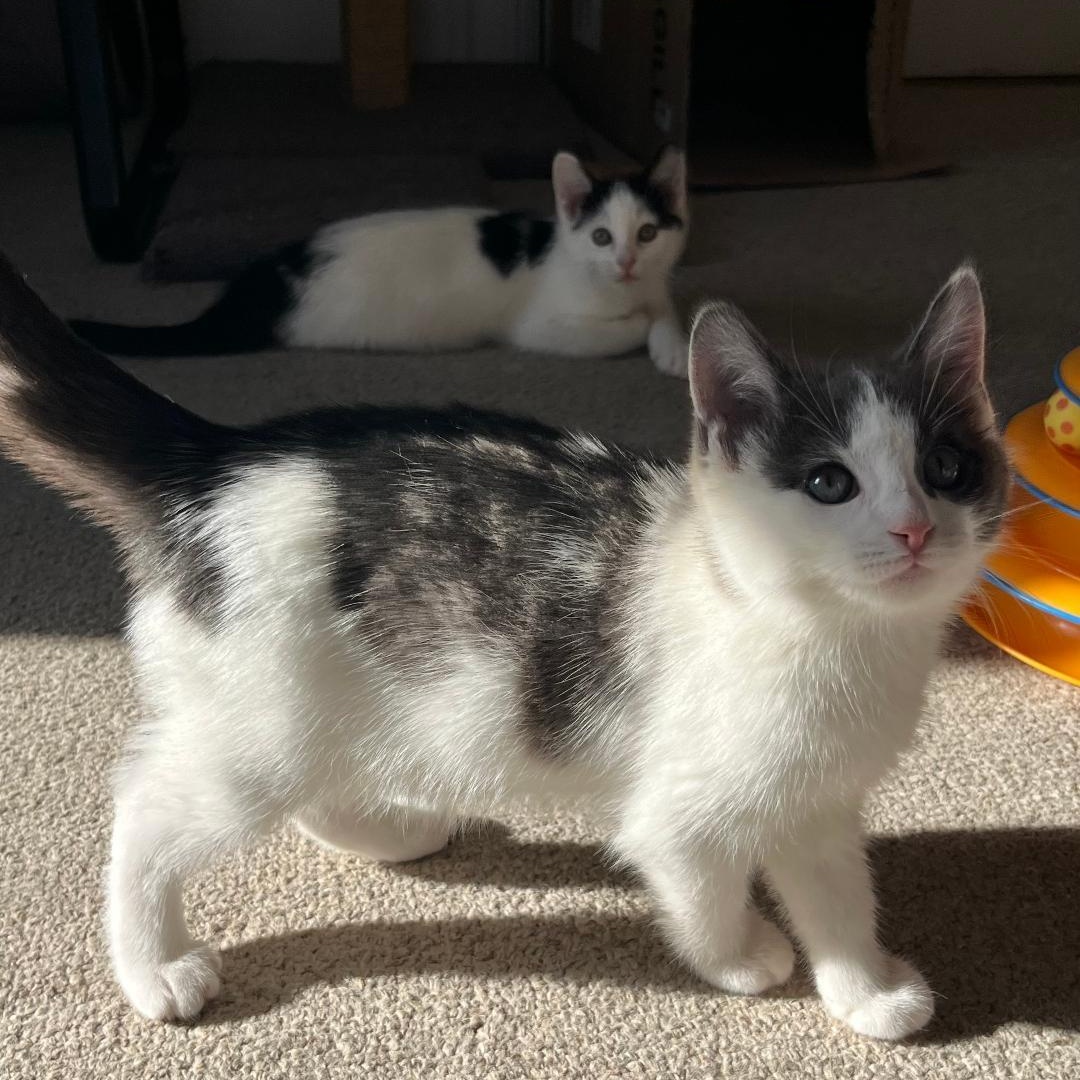 Enlarge Dayton (Bonded with Indy), an adopted Domestic Short Hair in Central Falls, RI image 4/6