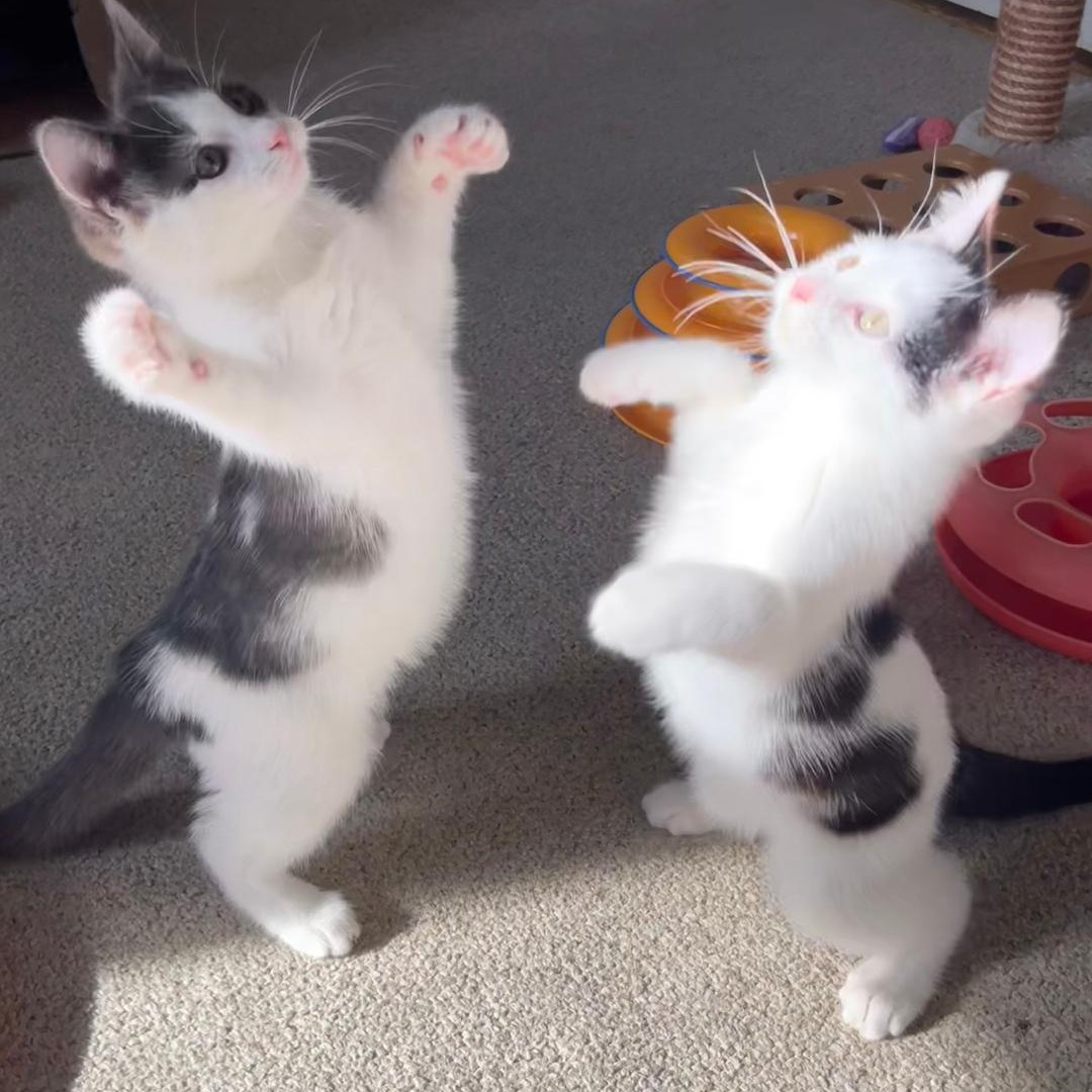 Enlarge Dayton (Bonded with Indy), an adopted Domestic Short Hair in Central Falls, RI image 5/6