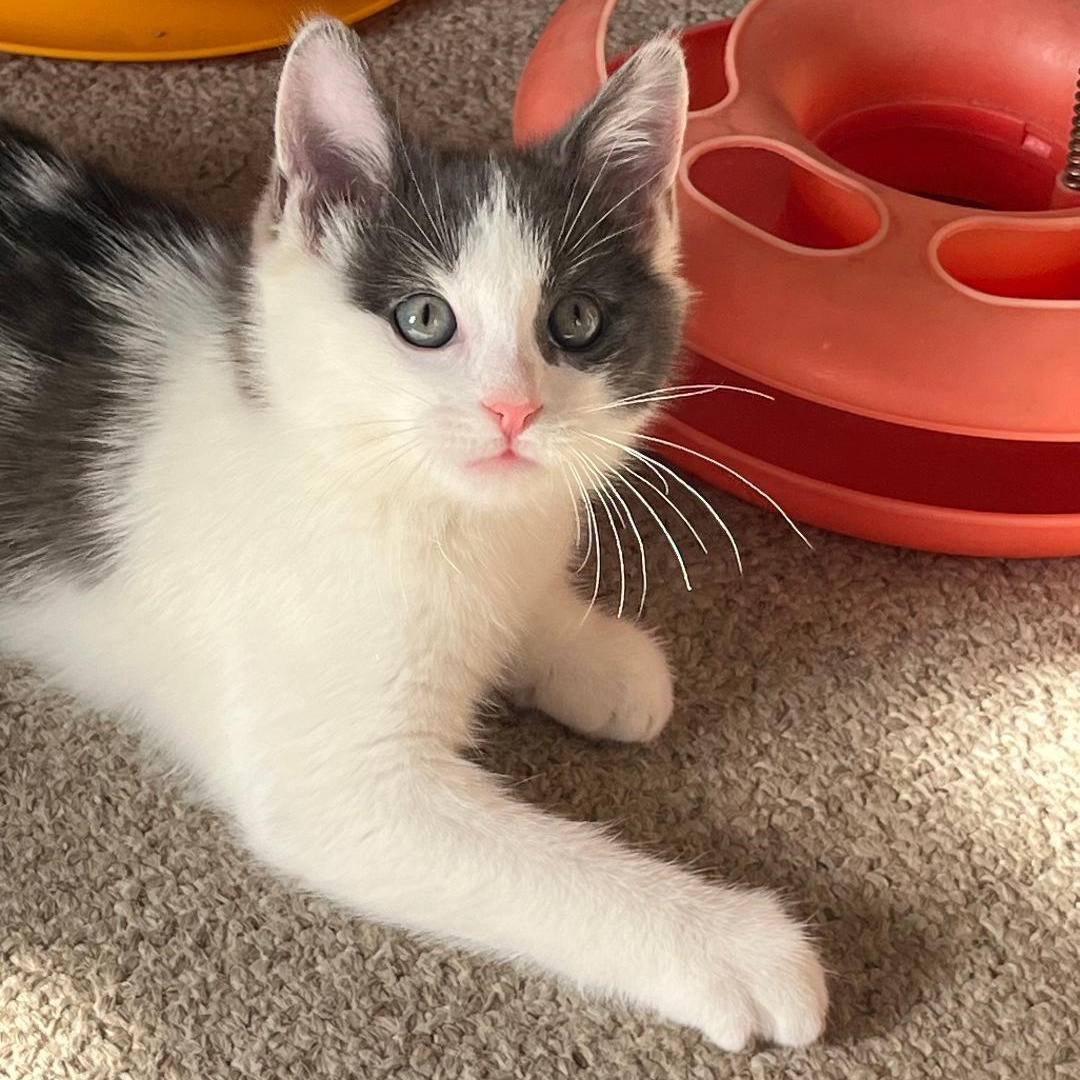 Enlarge Dayton (Bonded with Indy), an adopted Domestic Short Hair in Central Falls, RI image 2/6