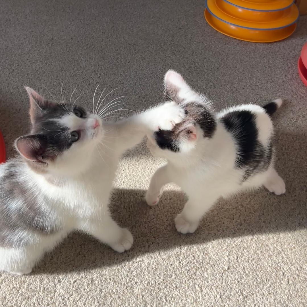 Enlarge Dayton (Bonded with Indy), an adopted Domestic Short Hair in Central Falls, RI image 6/6