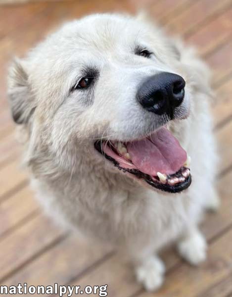 Jonas in PA - Lots of 'Pawtential', a Adoptable Great Pyrenees in Altoona, PA image 3/4