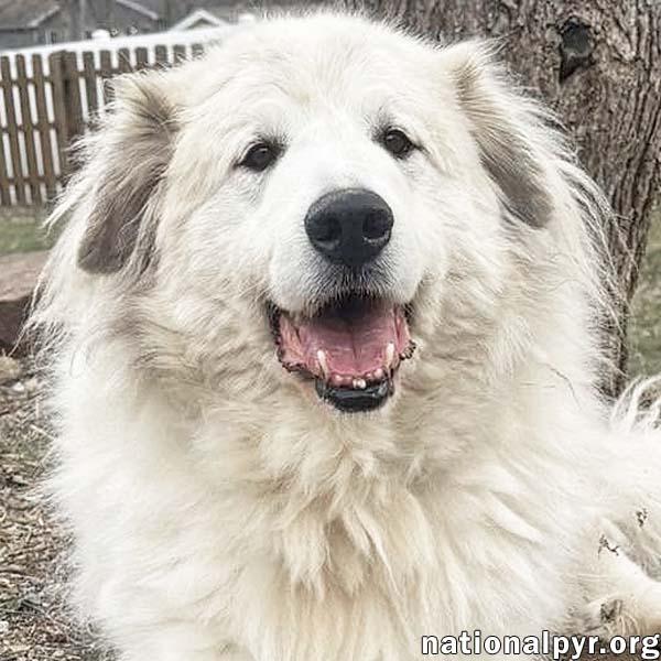 Jonas in PA - Lots of 'Pawtential', Adoptable, Senior Male Great Pyrenees.