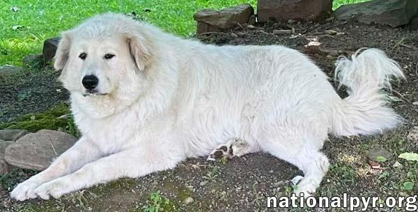 Jonas in PA - May Claim Your Lap For His Own!, a Adoptable Great Pyrenees in Altoona, PA image 4/4