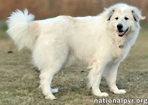 Jonas in PA - Lots of 'Pawtential', a Adoptable Great Pyrenees in Altoona, PA image 4/4
