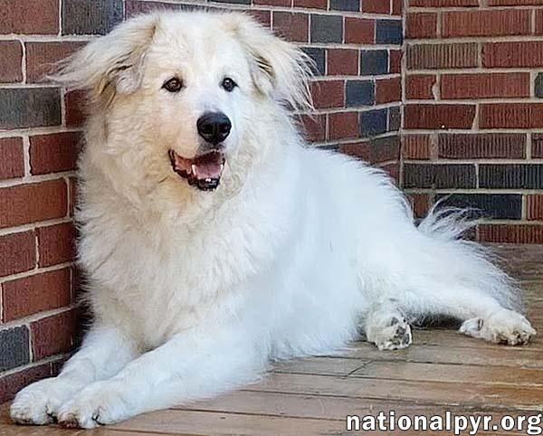 Enlarge Jonas in PA - Lots of 'Pawtential', a Adoptable Great Pyrenees in Altoona, PA image 3/4