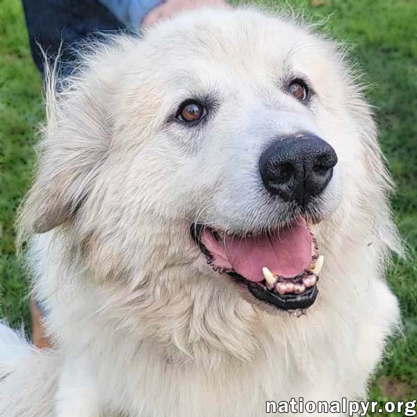Jonas in PA - Lots of 'Pawtential', a Adoptable Great Pyrenees in Altoona, PA image 1/4
