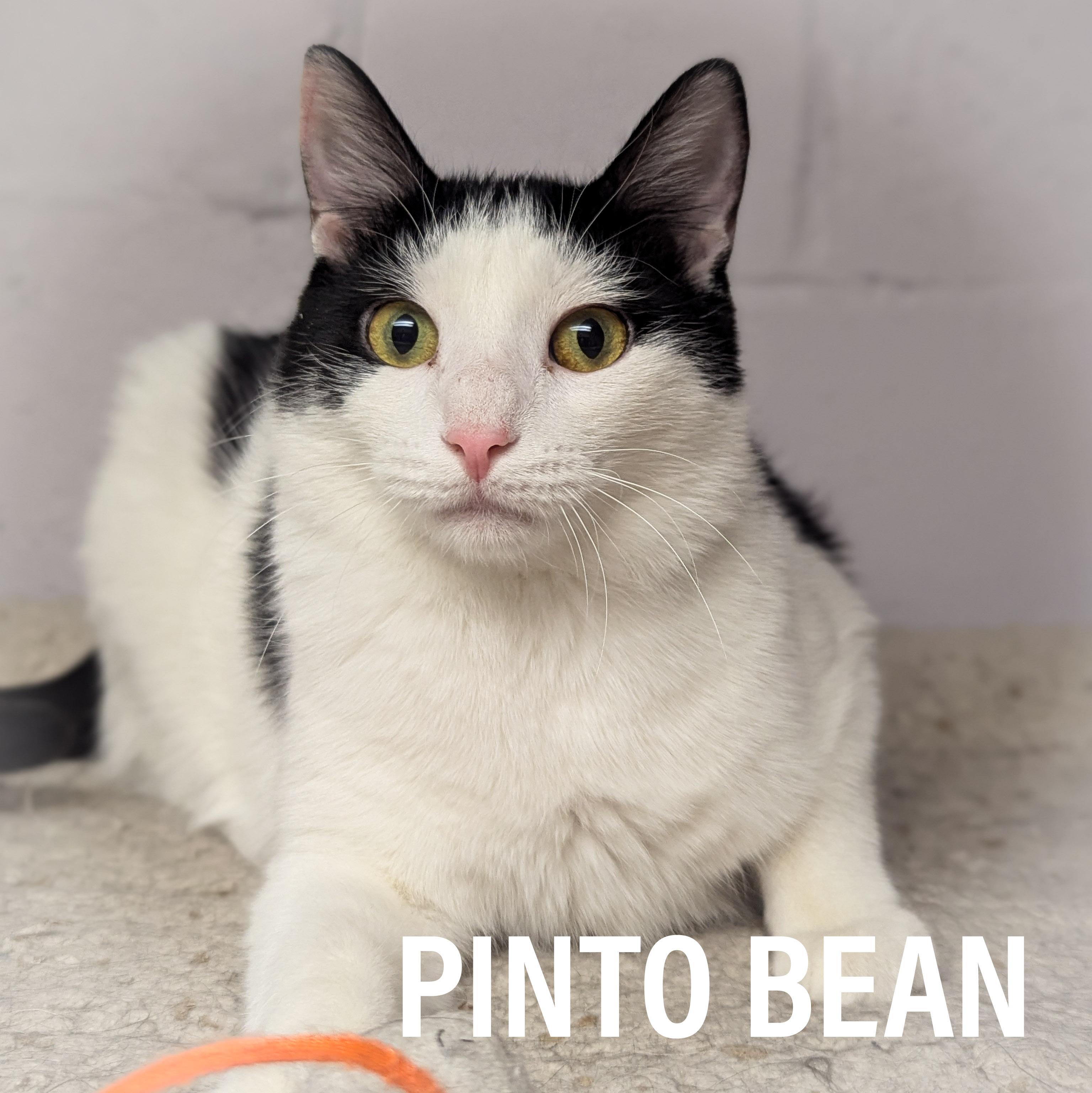 PINTO BEAN, adoptable, Adult Male Domestic Short Hair & Tuxedo.