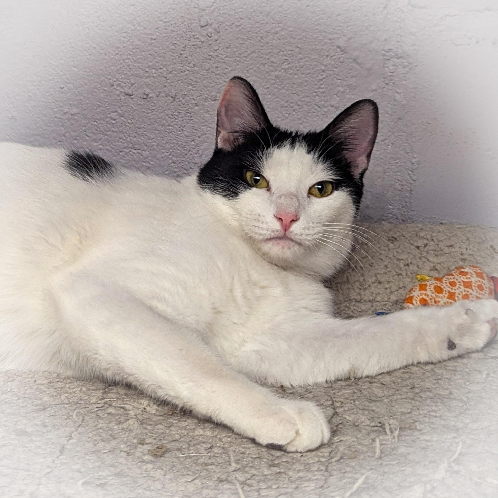 Enlarge PINTO BEAN, an adoptable mixed breed in Schererville, IN image 2/4
