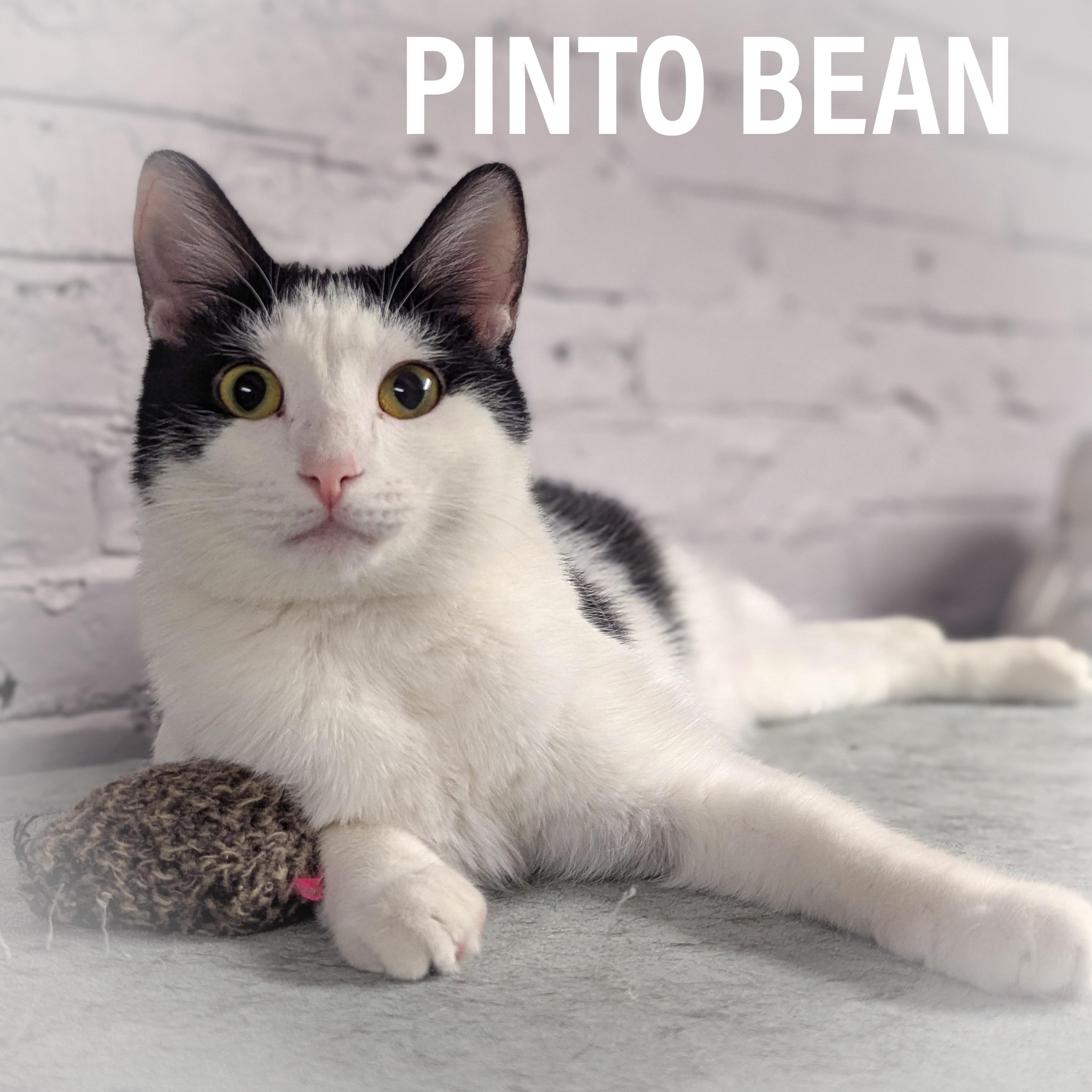 Enlarge PINTO BEAN, an adoptable mixed breed in Schererville, IN image 3/4
