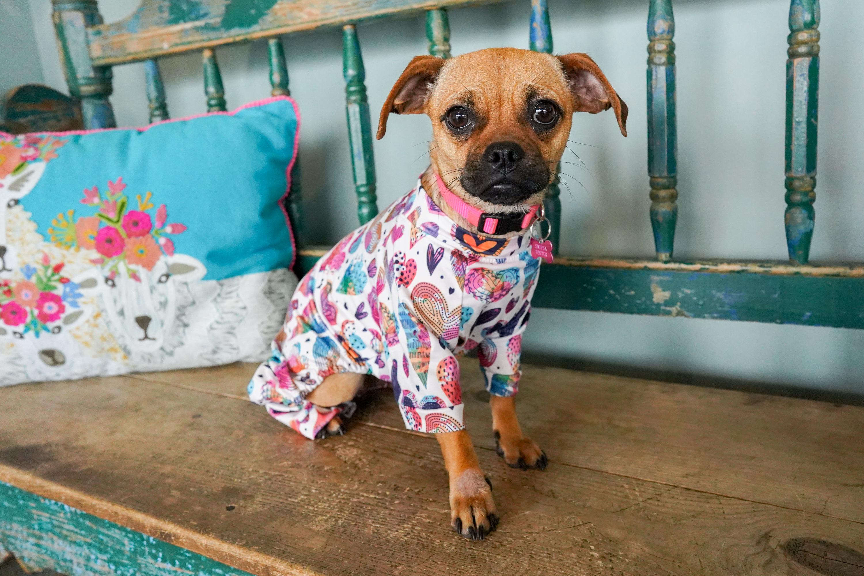 Gert, adopted, Puppy Female Pug & Chihuahua.