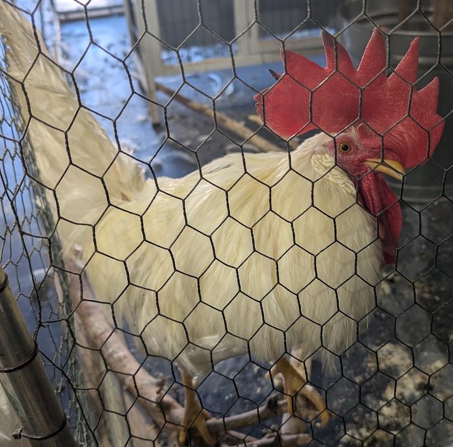 Jimbob, Adoptable, Adult Male Chicken.