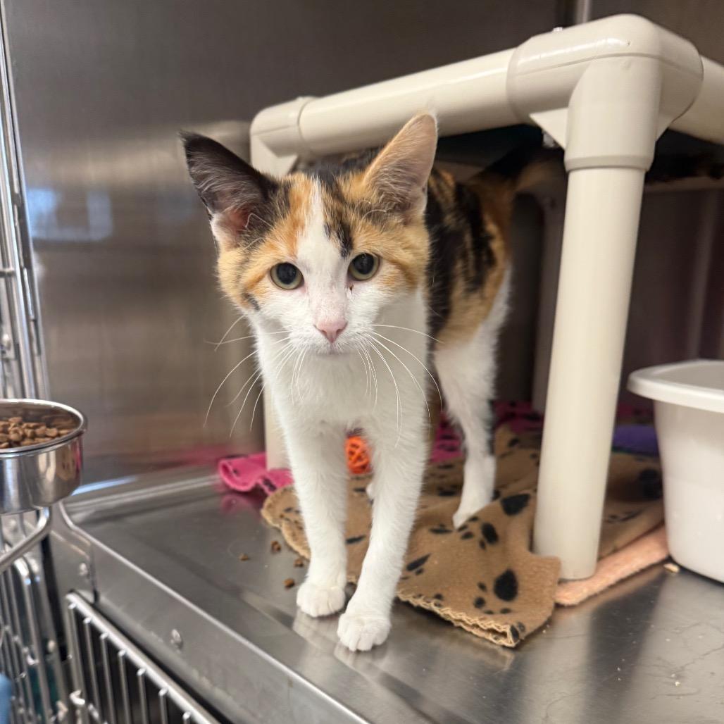 Coco, Adoptable, Young Female Domestic Short Hair.