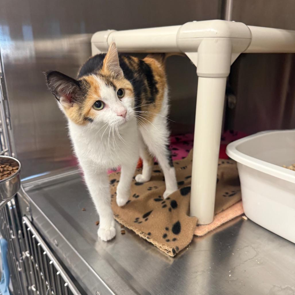 Enlarge Coco, a Adoptable Domestic Short Hair in Meadow Lake, SK image 2/4