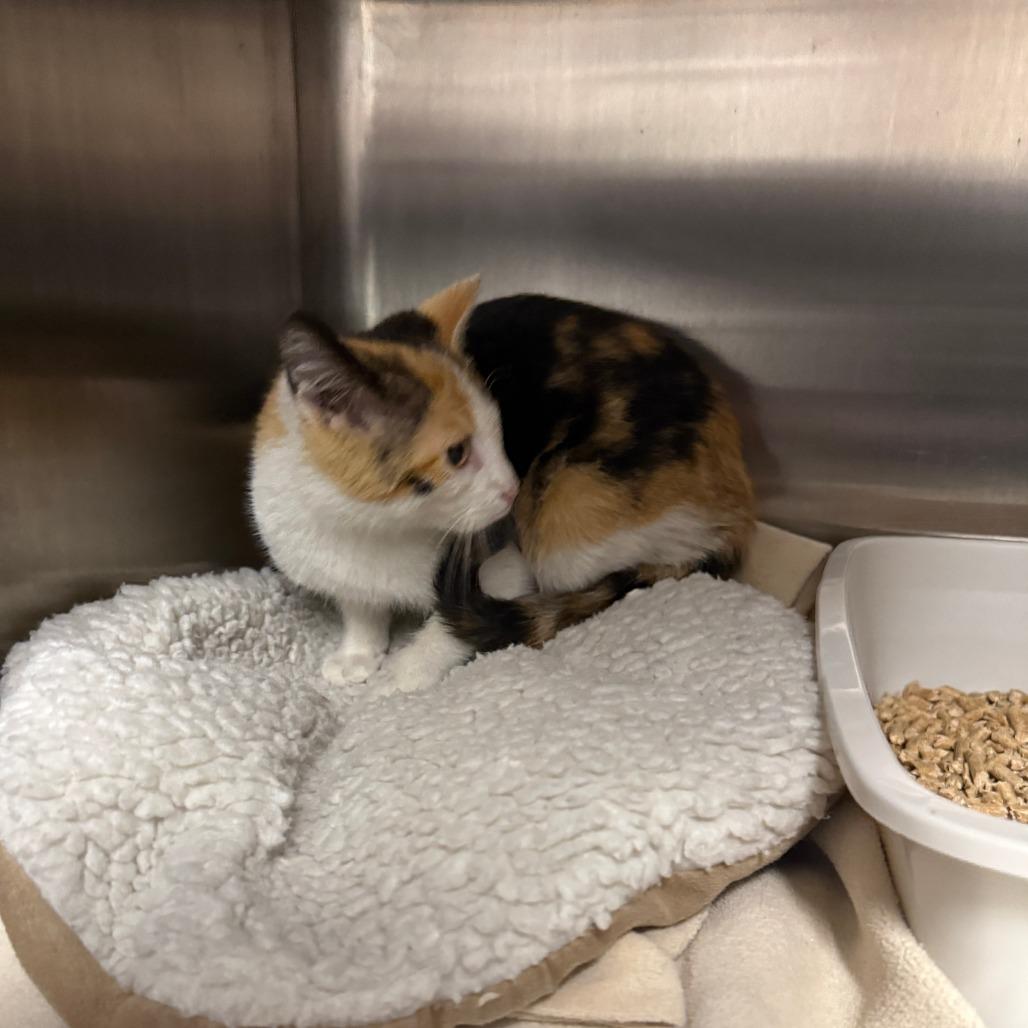 Enlarge Coco, a Adoptable Domestic Short Hair in Meadow Lake, SK image 3/4
