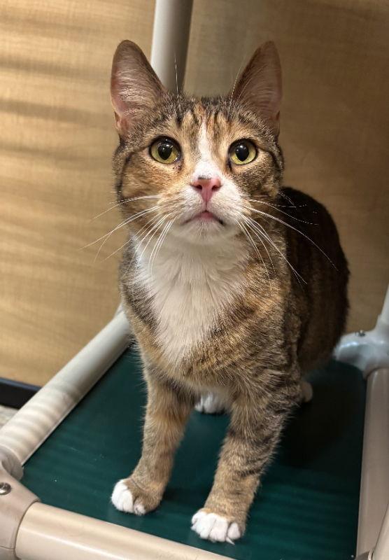 Emma (FCID# 03/21/24 - 22), Adoptable, Adult Female Tabby & Calico.