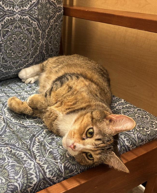 Enlarge Emma (FCID# 03/21/24 - 22), a Adoptable mixed breed in Greenville, DE image 1/3