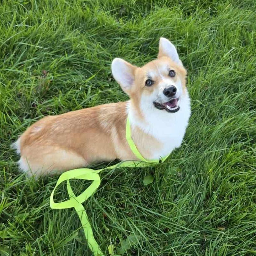 Enlarge Bandit, a Adoptable Corgi in Jackson, MO image 1/4