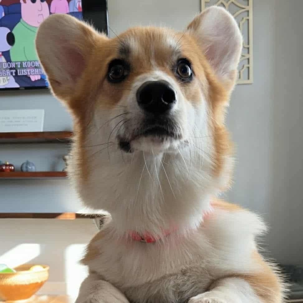 Enlarge Bandit, a Adoptable Corgi in Jackson, MO image 2/4