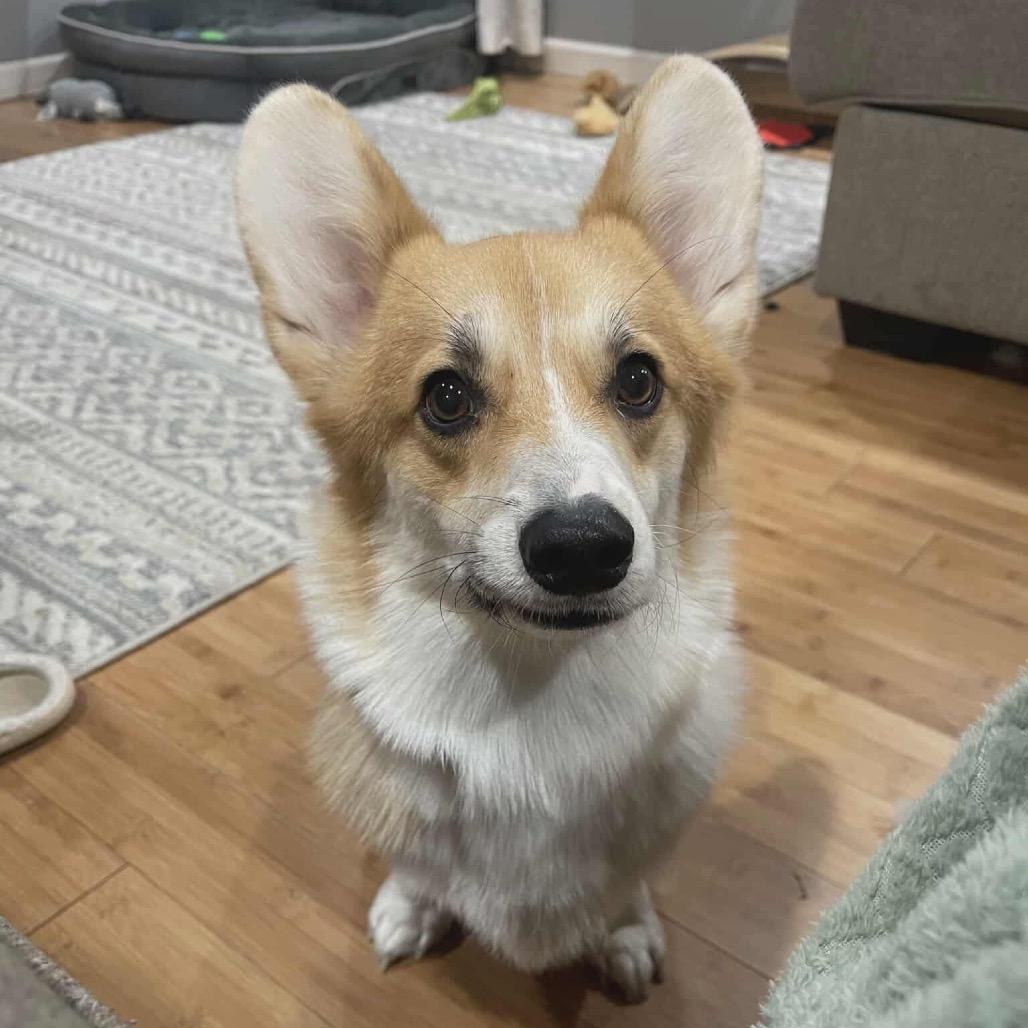 Enlarge Bandit, a Adoptable Corgi in Jackson, MO image 3/4