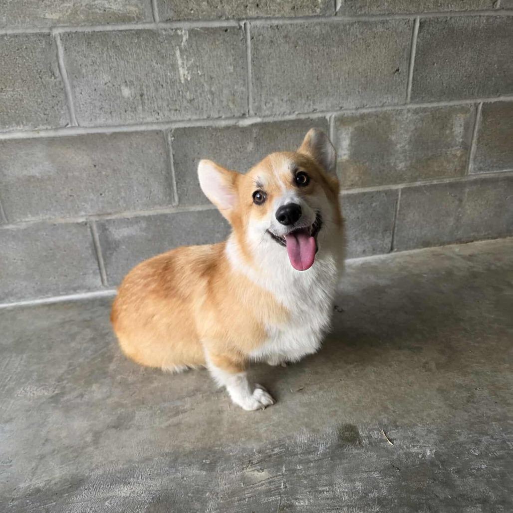 Enlarge Bandit, a Adoptable Corgi in Jackson, MO image 4/4