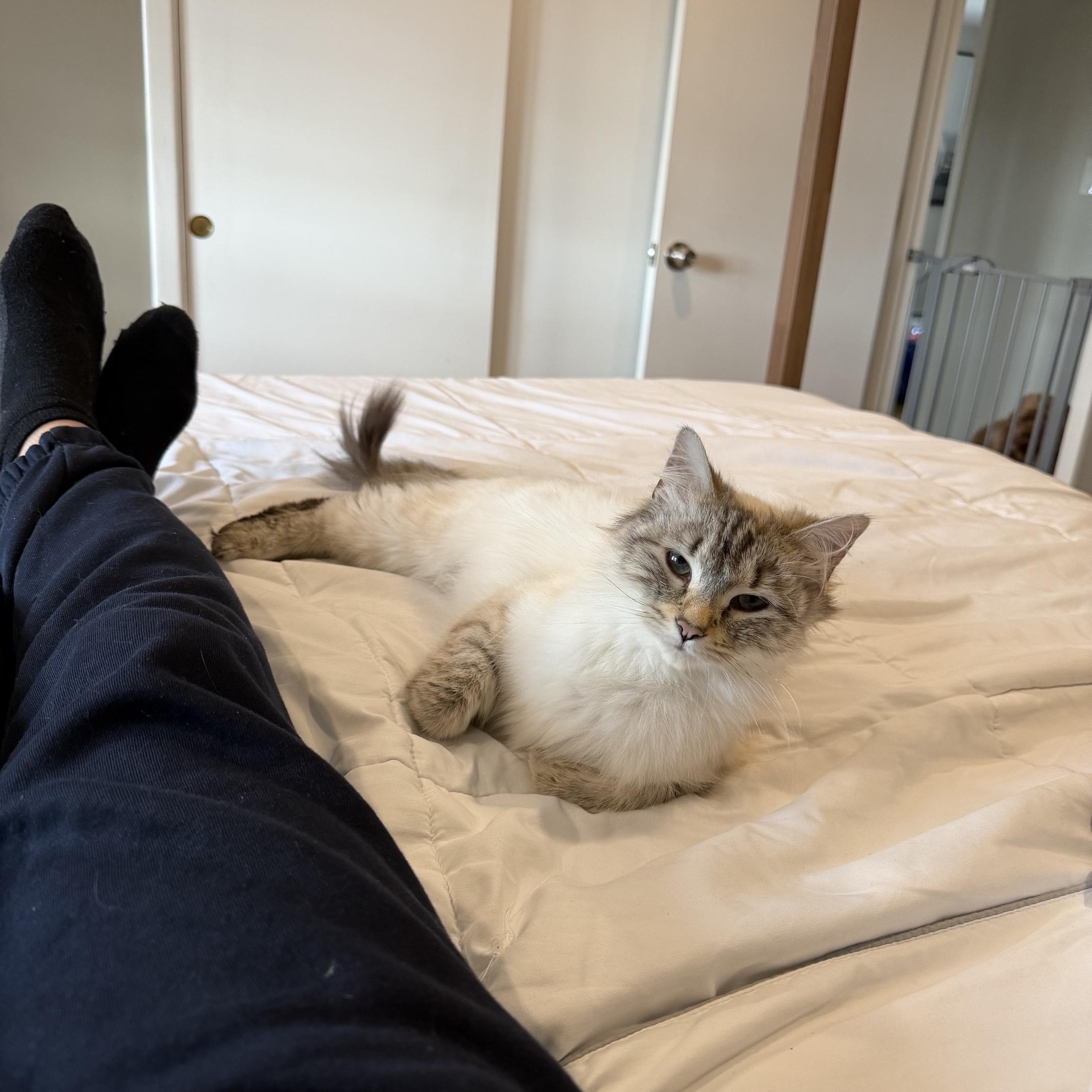 Enlarge Savannah, a Adoptable Snowshoe in Acushnet, MA image 2/4