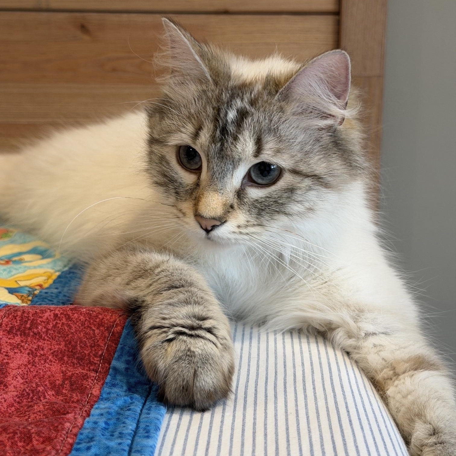 Savannah, Adoptable, Young Female Snowshoe.