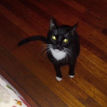 Boots, a Adoptable Domestic Short Hair in Clifton, NJ image 6/6