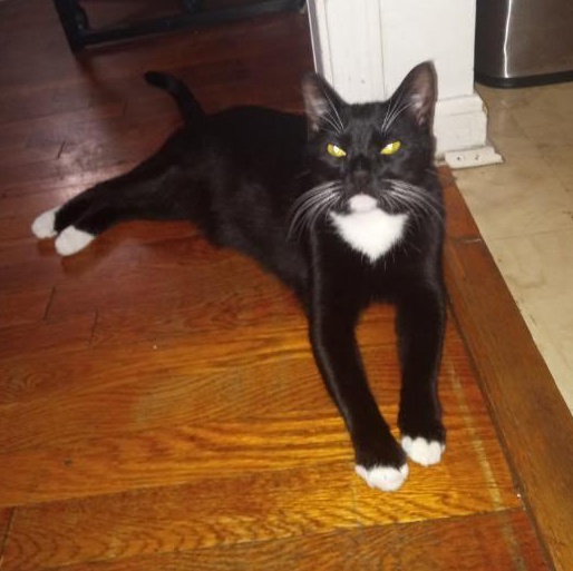 Boots, a Adoptable Domestic Short Hair in Clifton, NJ image 5/6