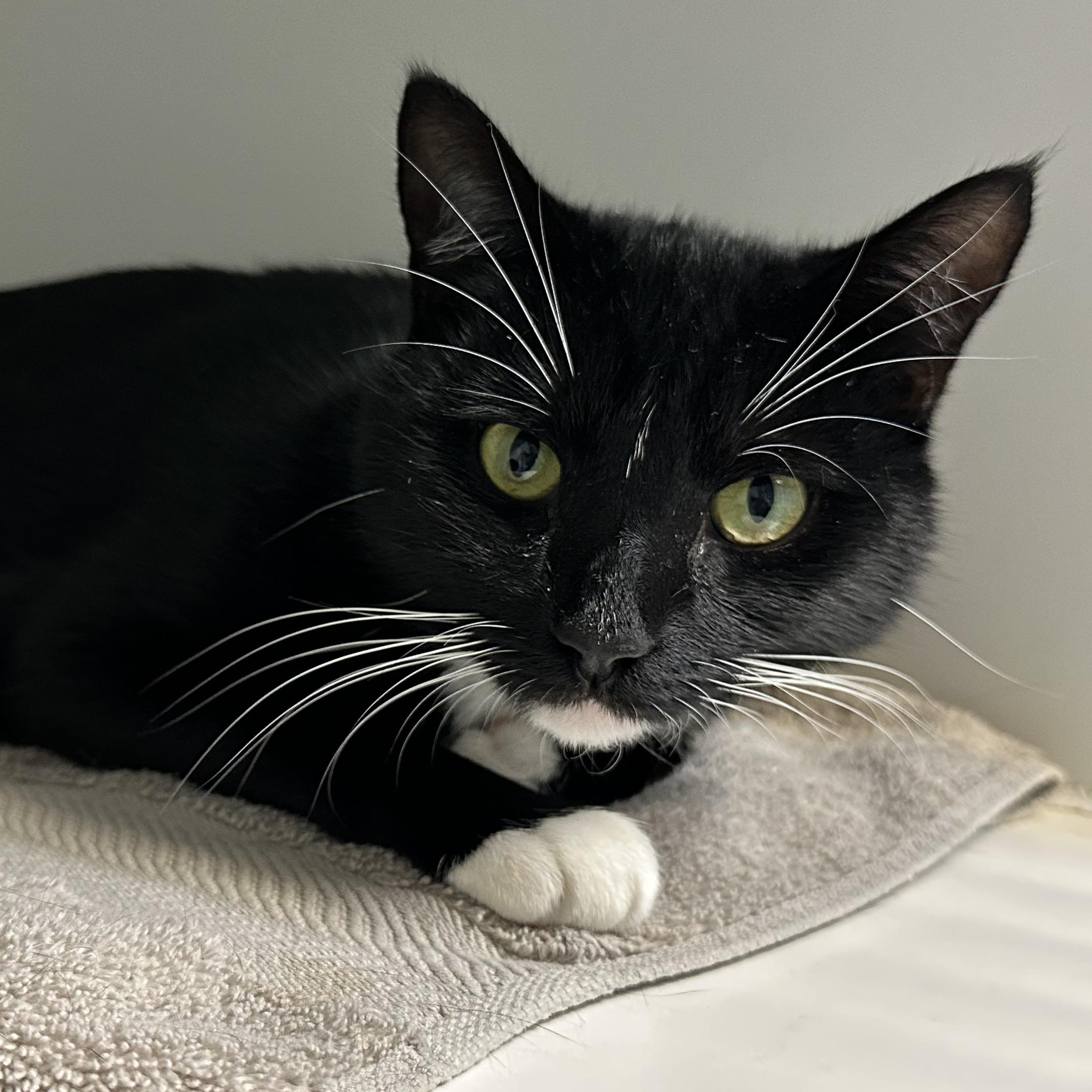 Boots, a Adoptable Domestic Short Hair in Clifton, NJ image 1/6