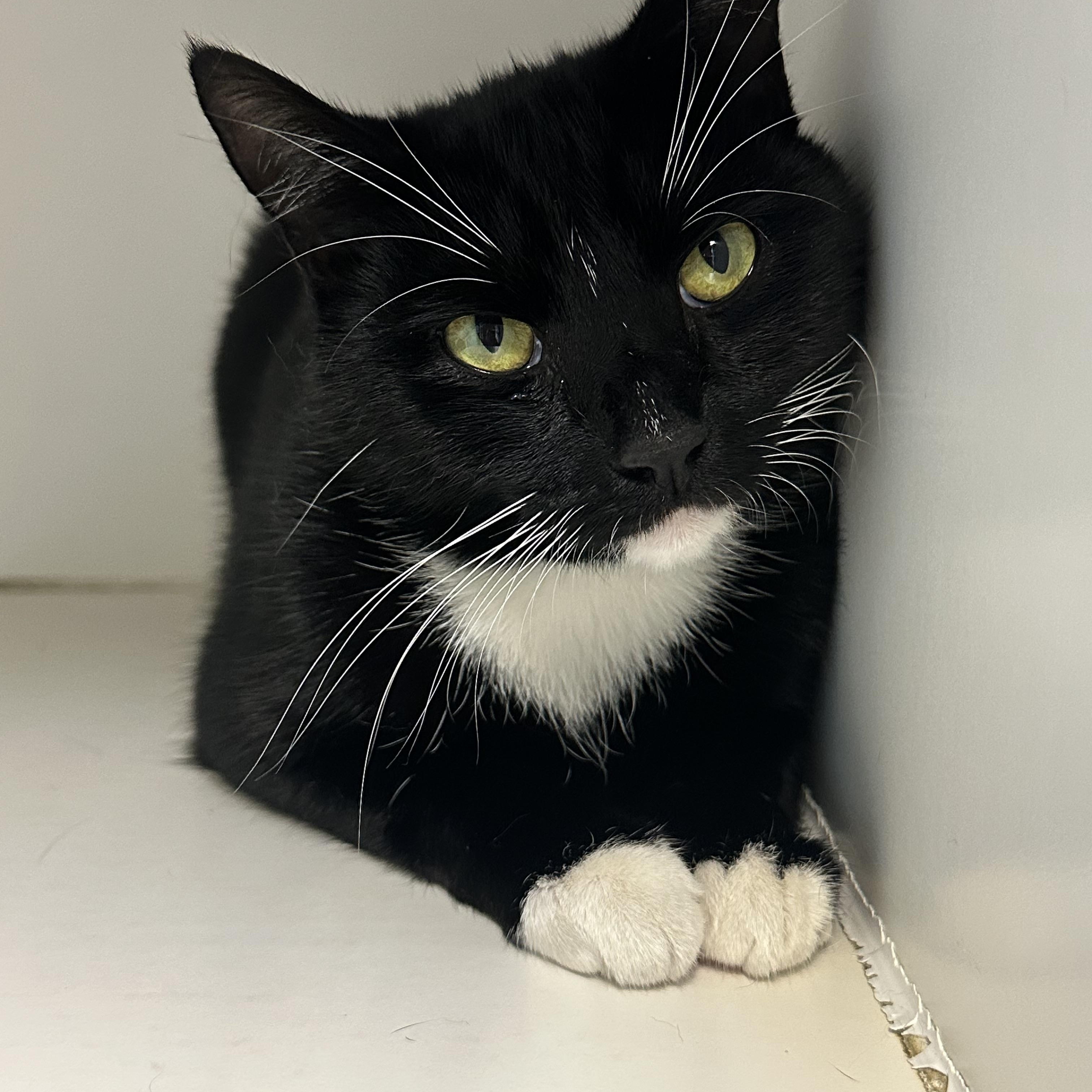 Boots, a Adoptable Domestic Short Hair in Clifton, NJ image 2/6