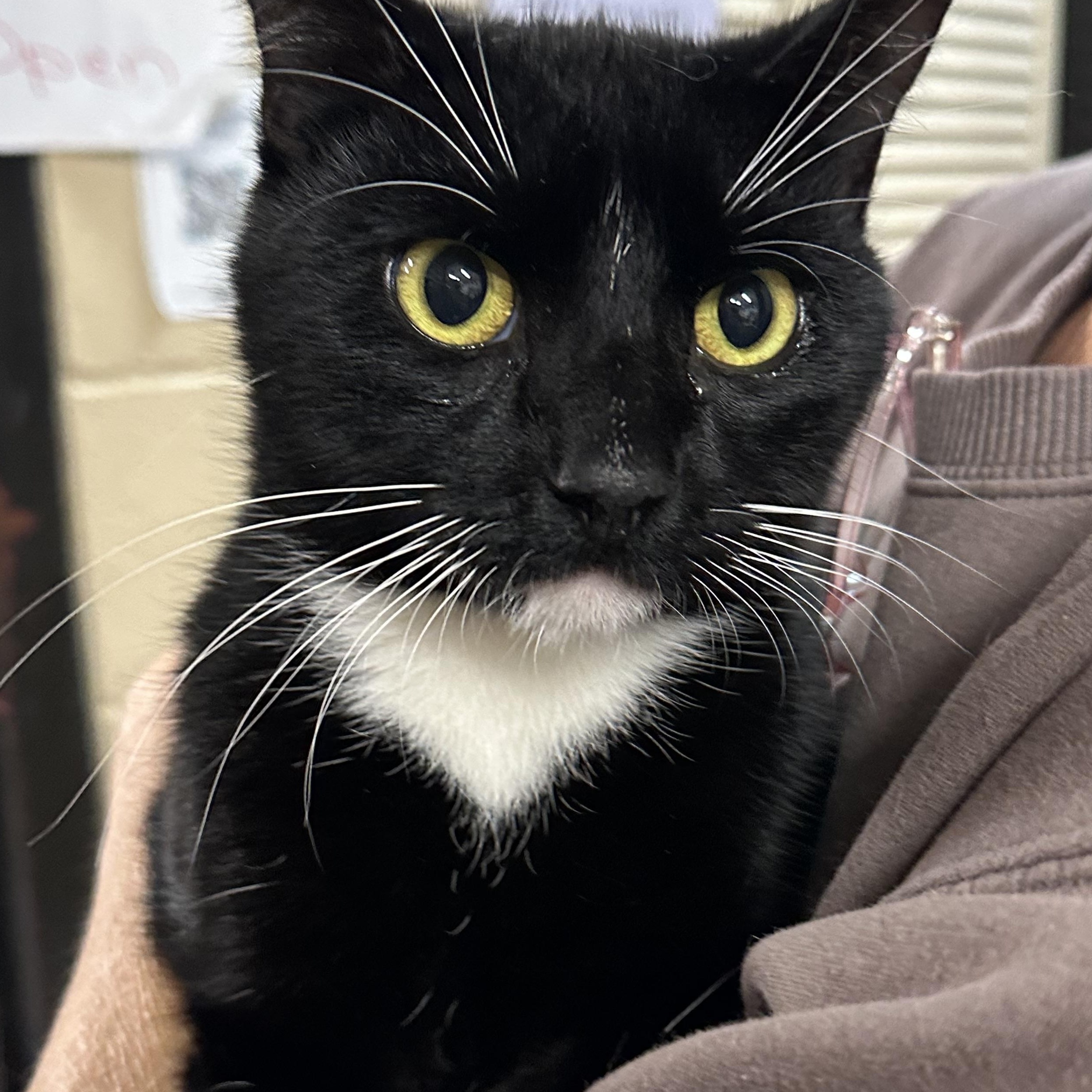 Boots, a Adoptable Domestic Short Hair in Clifton, NJ image 4/6