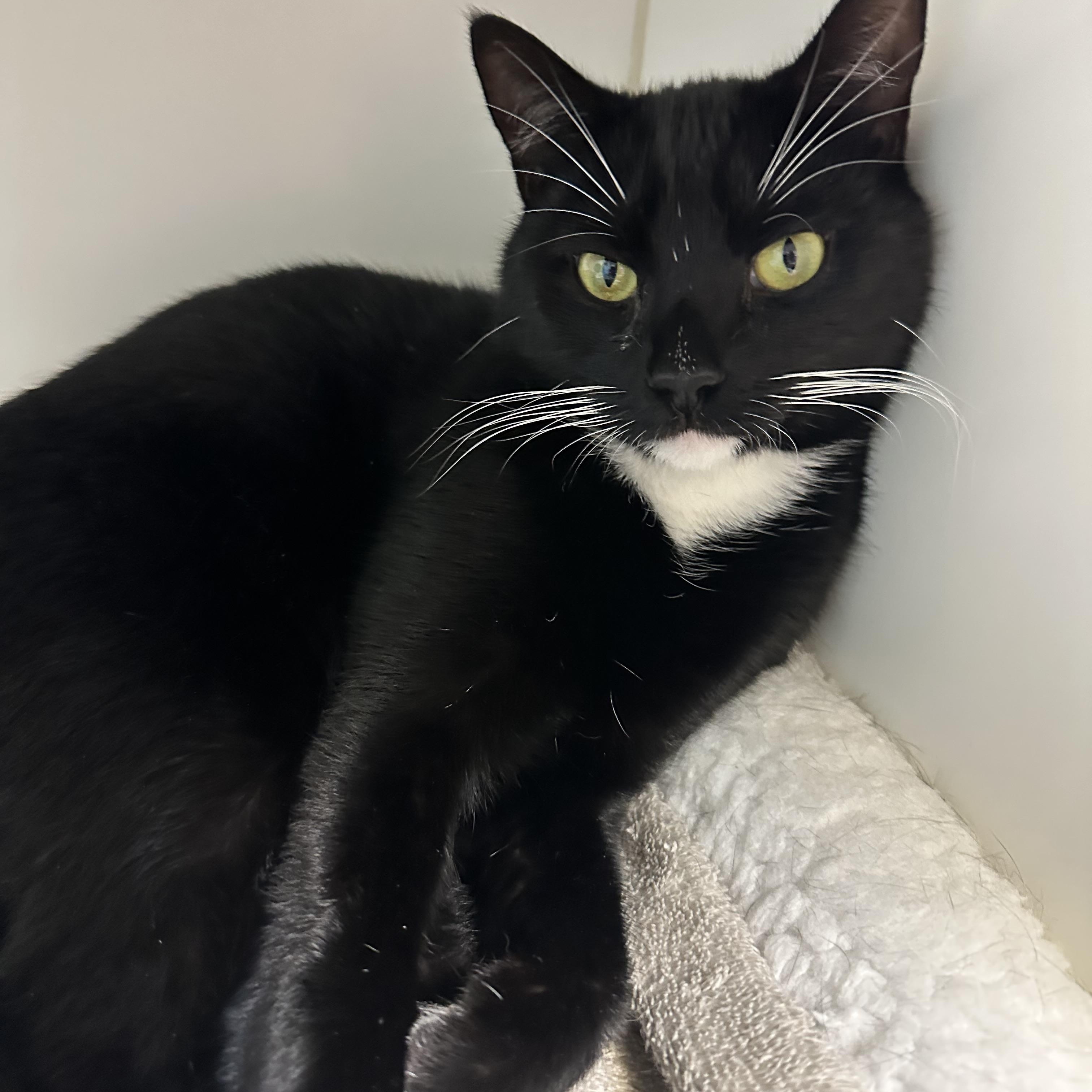 Enlarge Boots Lap Cat- wants  to be your one and only , a Adoptable Domestic Short Hair in Clifton, NJ image 5/5