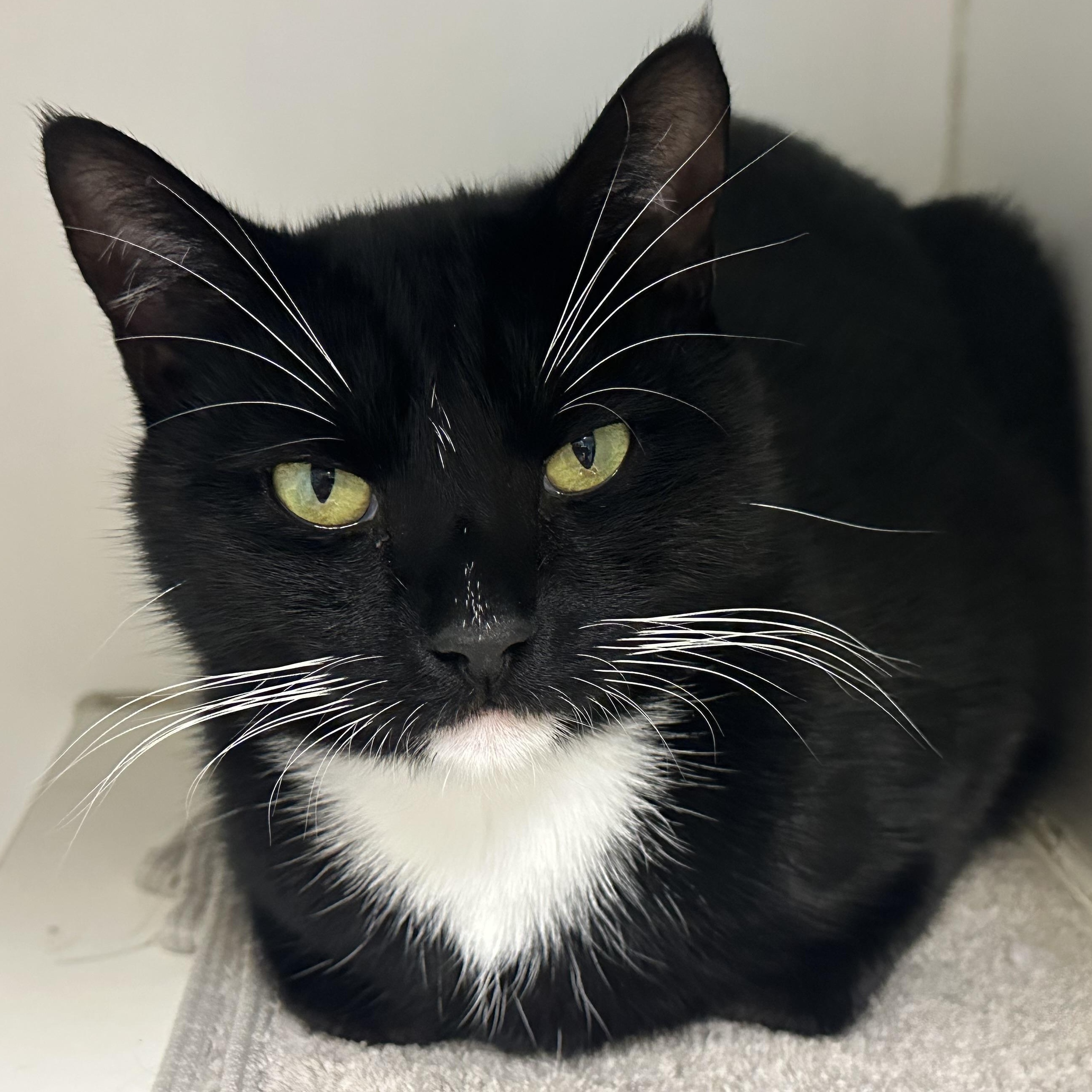 Boots, a Adoptable Domestic Short Hair in Clifton, NJ image 3/6