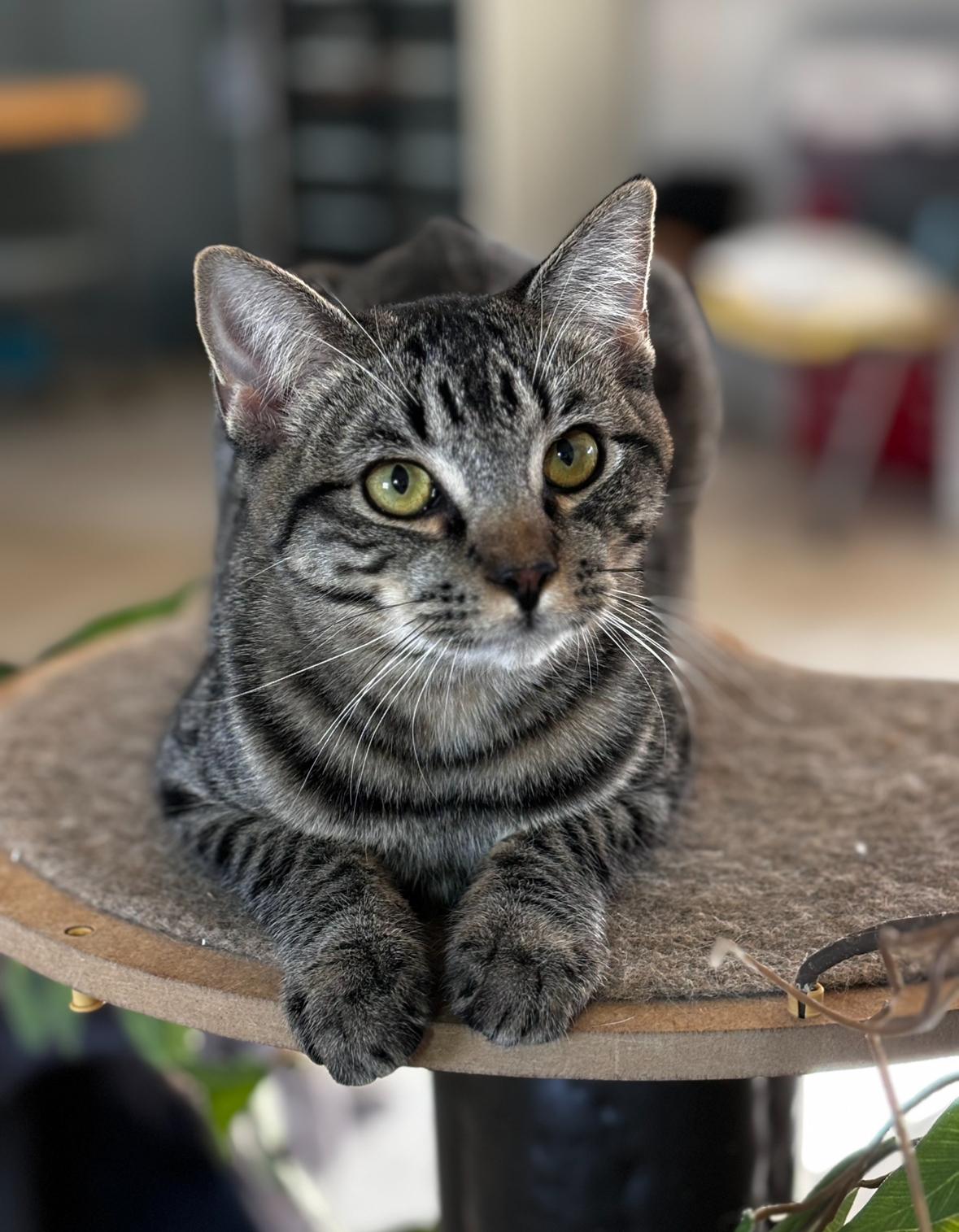 Enlarge Annabelle, a Adoptable Domestic Short Hair in Helendale, CA image 1/1