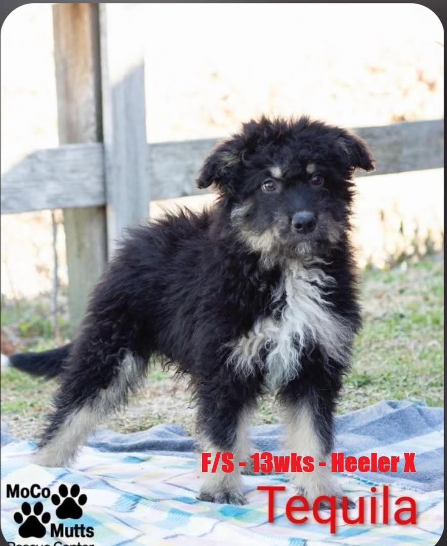 Enlarge Tequila - arriving 2/21/26 around 10 am, a Adoptable mixed breed in Chardon, OH image 1/1