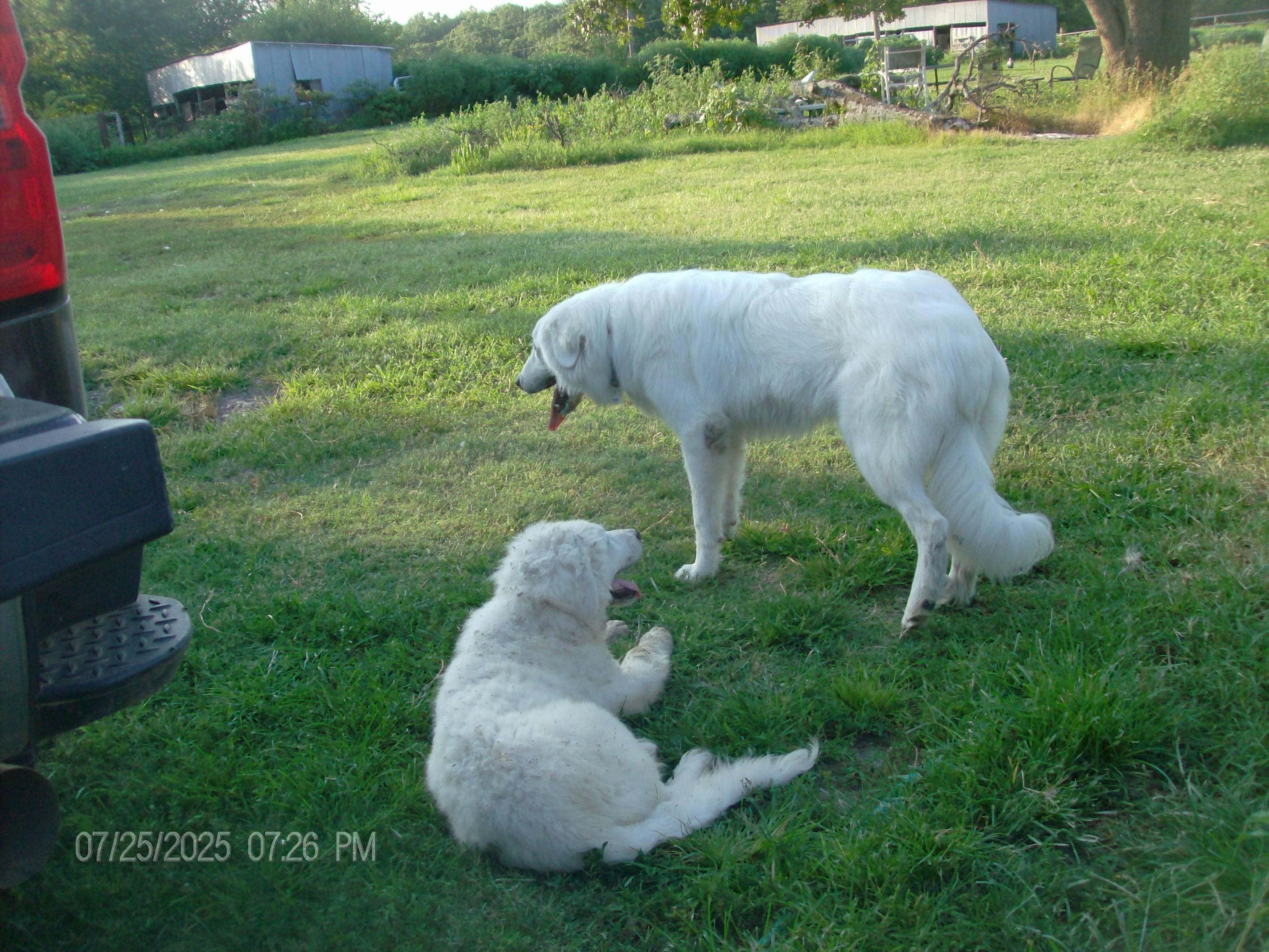 TARA, a Adopted Great Pyrenees in Kellyville, OK image 3/6