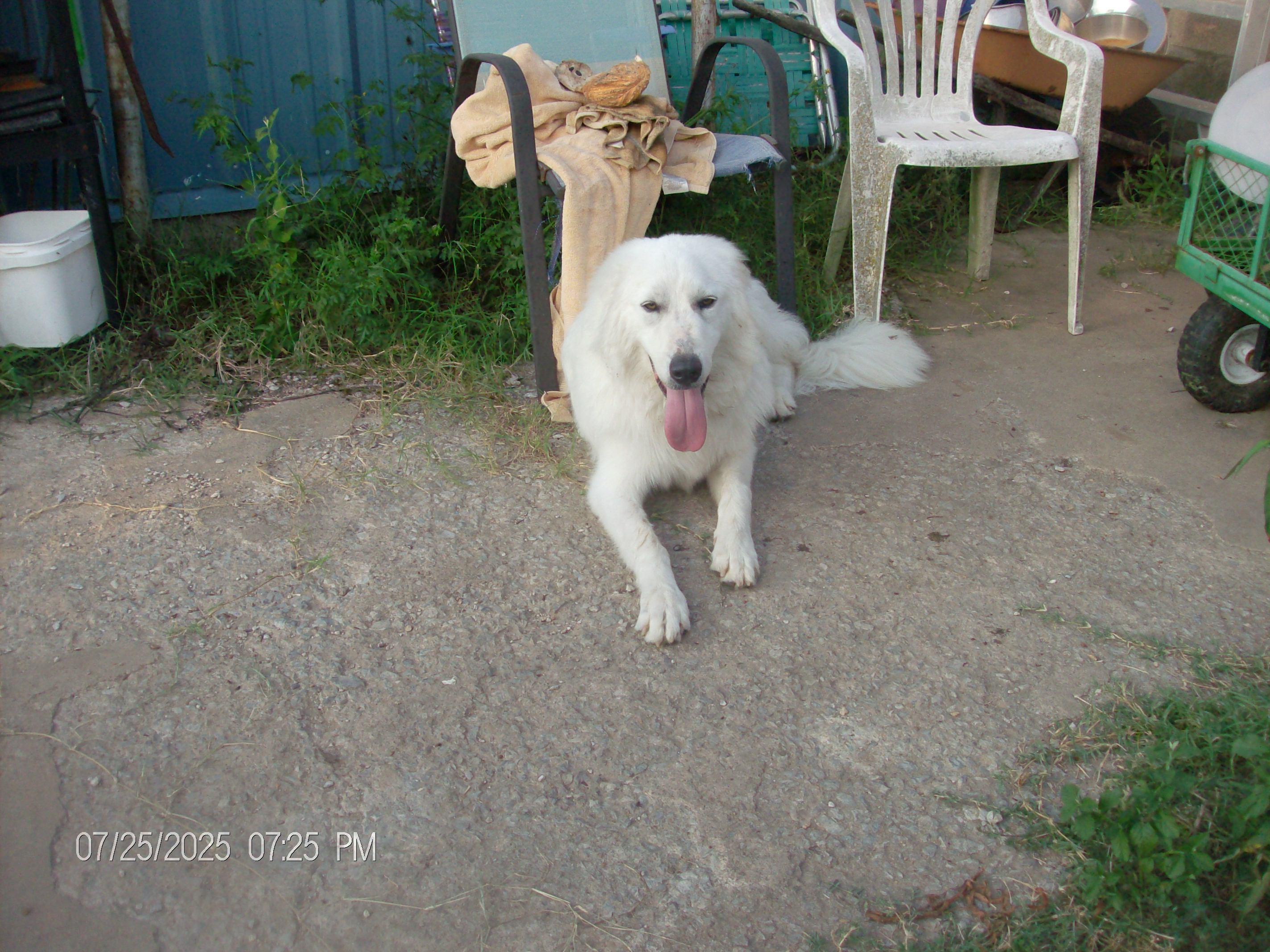TARA, a Adopted Great Pyrenees in Kellyville, OK image 1/6