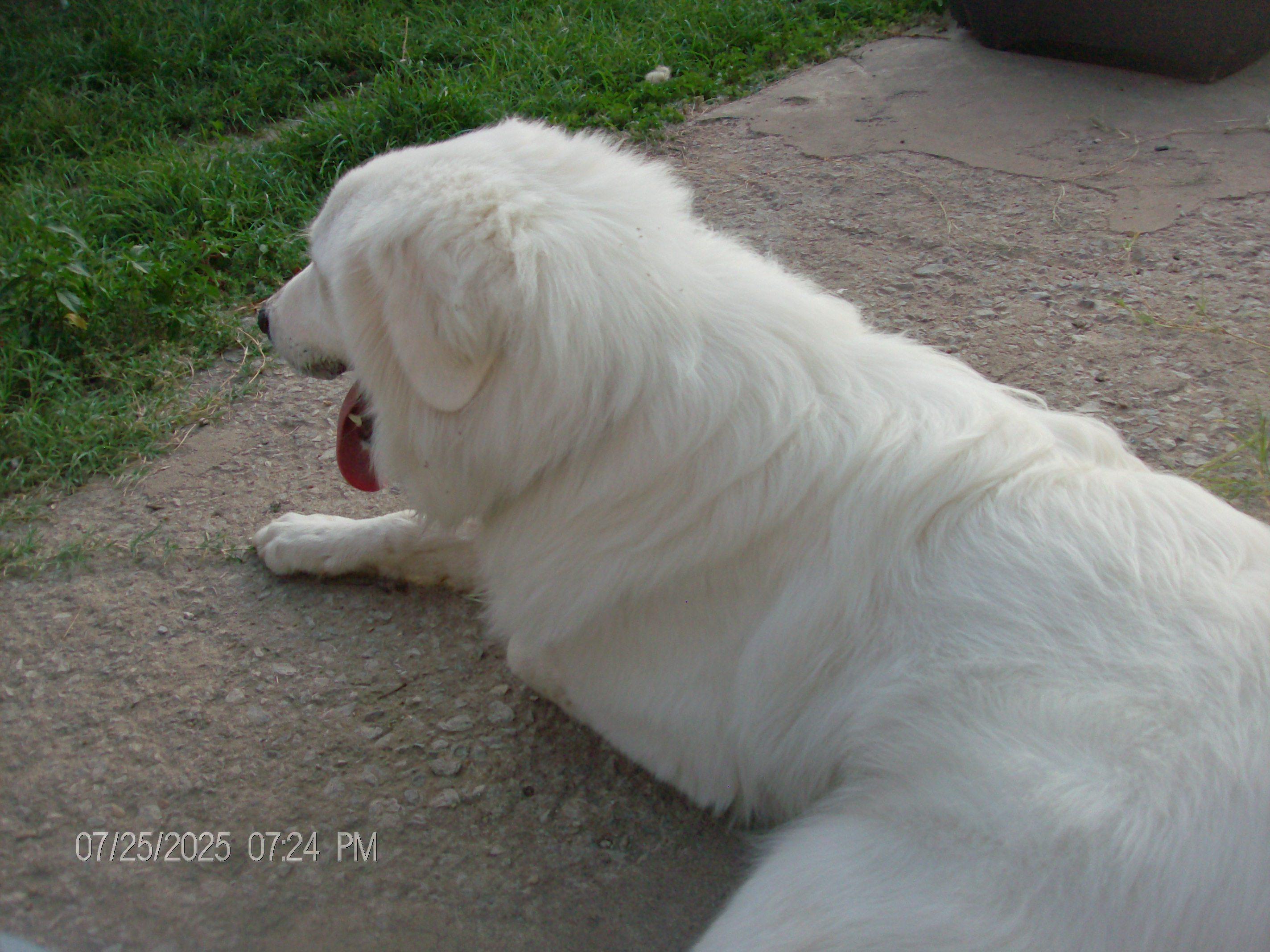TARA, a Adopted Great Pyrenees in Kellyville, OK image 4/6