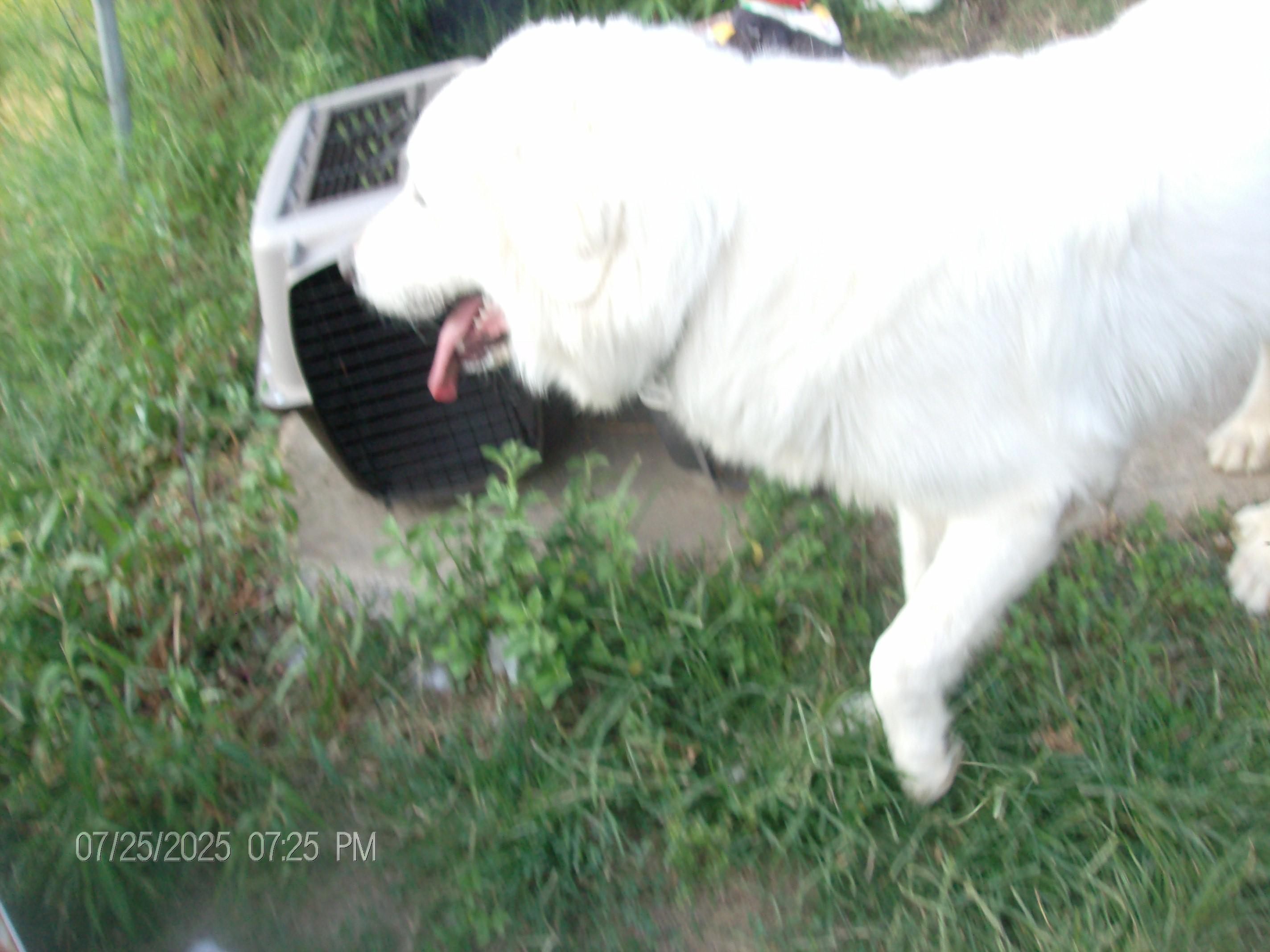 TARA, a Adopted Great Pyrenees in Kellyville, OK image 5/6