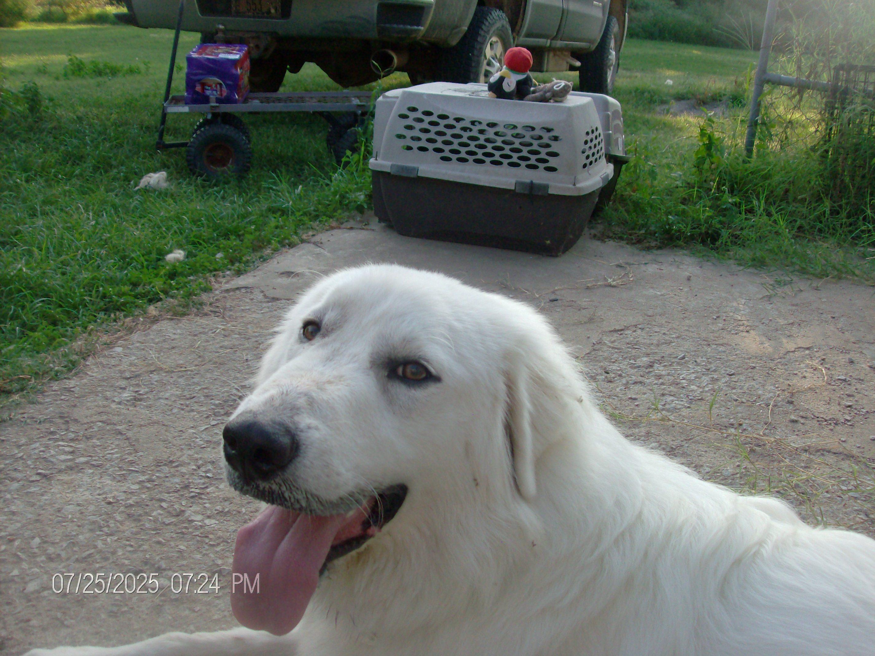 TARA, a Adopted Great Pyrenees in Kellyville, OK image 6/6
