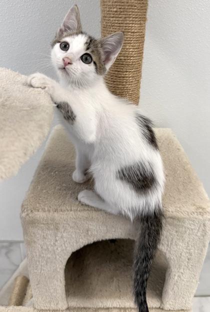 Enlarge Shakespeare, a Adoptable mixed breed in Venice, FL image 1/3