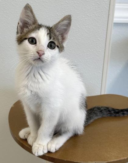 Enlarge Shakespeare, a Adoptable mixed breed in Venice, FL image 2/3