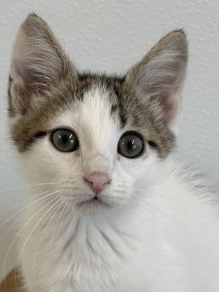 Enlarge Shakespeare, a Adoptable mixed breed in Venice, FL image 3/3