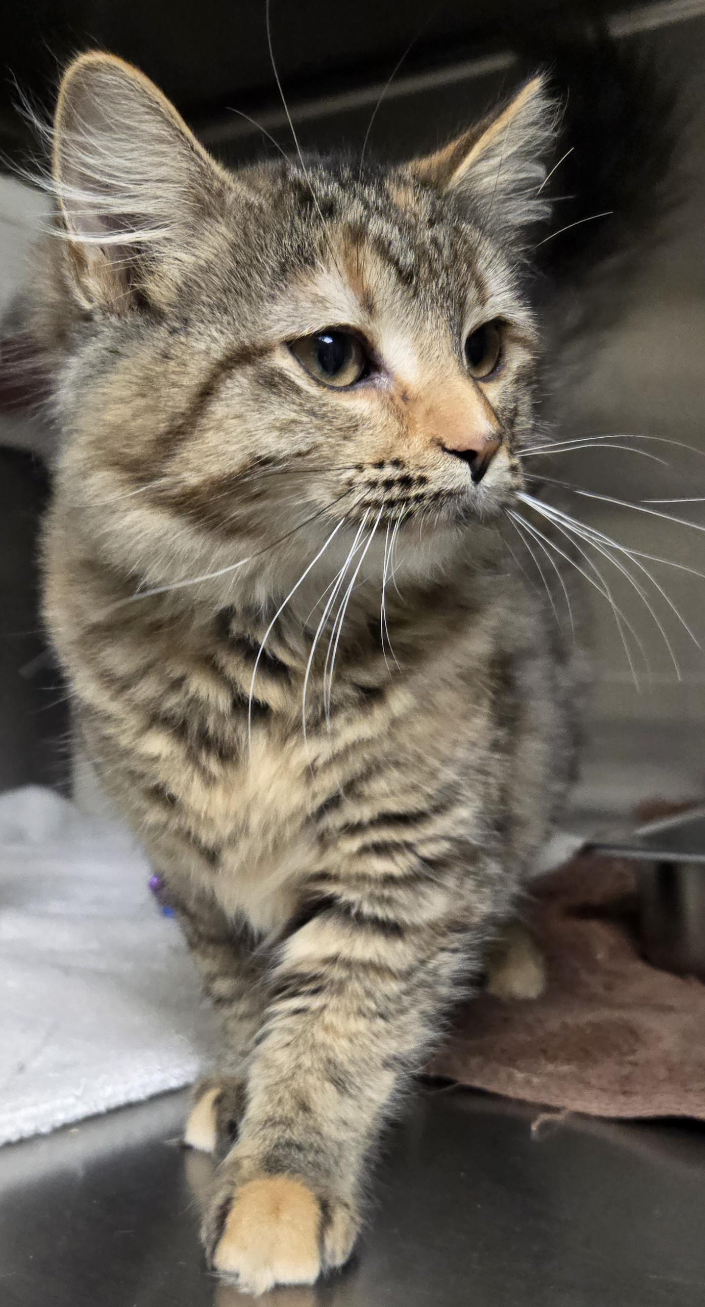 Enlarge cocoa, an adopted Torbie in Bluffton, IN image 1/1