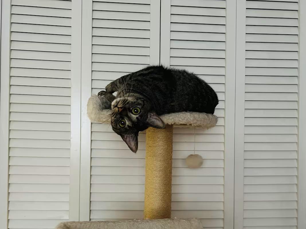 Punkin, Adoptable, Young Female Domestic Short Hair.