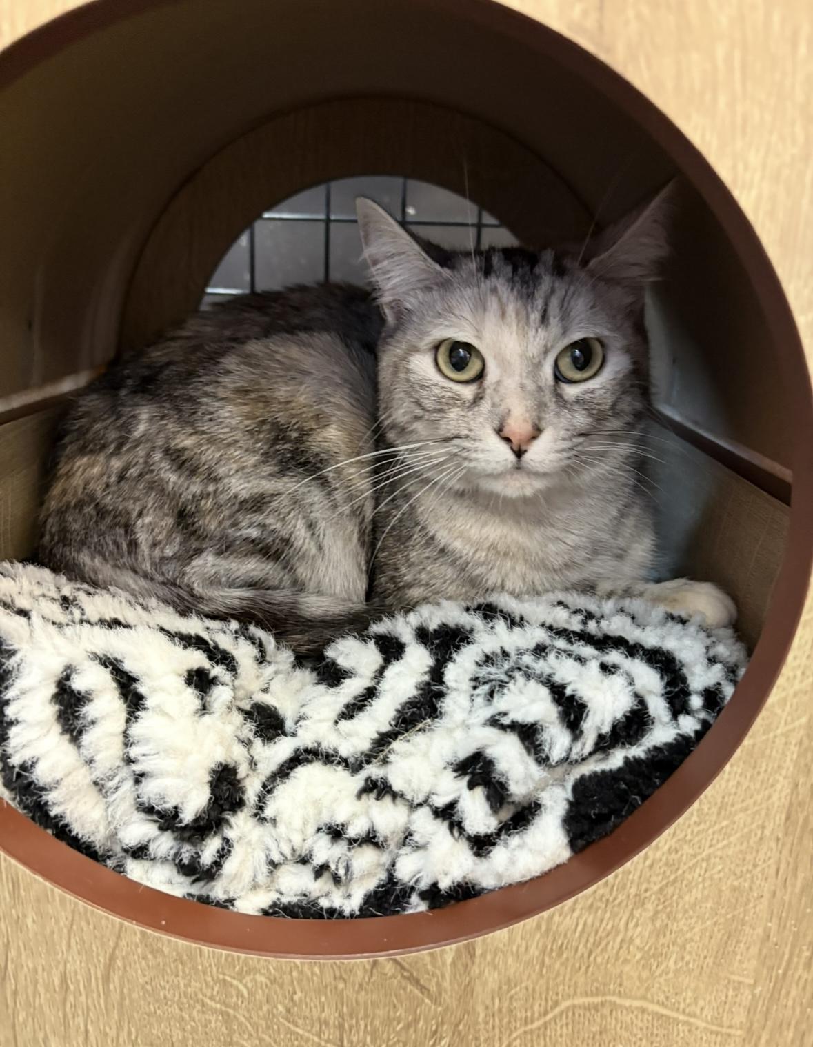 Lucy - Pet Valu Port Credit, Young Female Domestic Short Hair