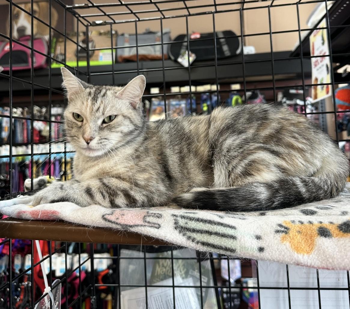 Lucy - Pet Valu Port Credit photo 2